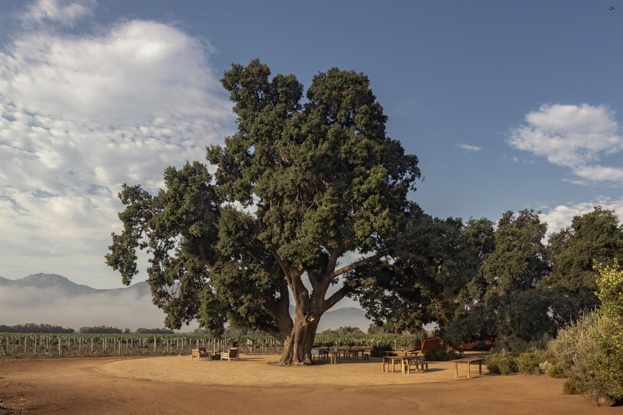 Bruma Wine Resort Valle de Guadalupe Zewnętrze zdjęcie
