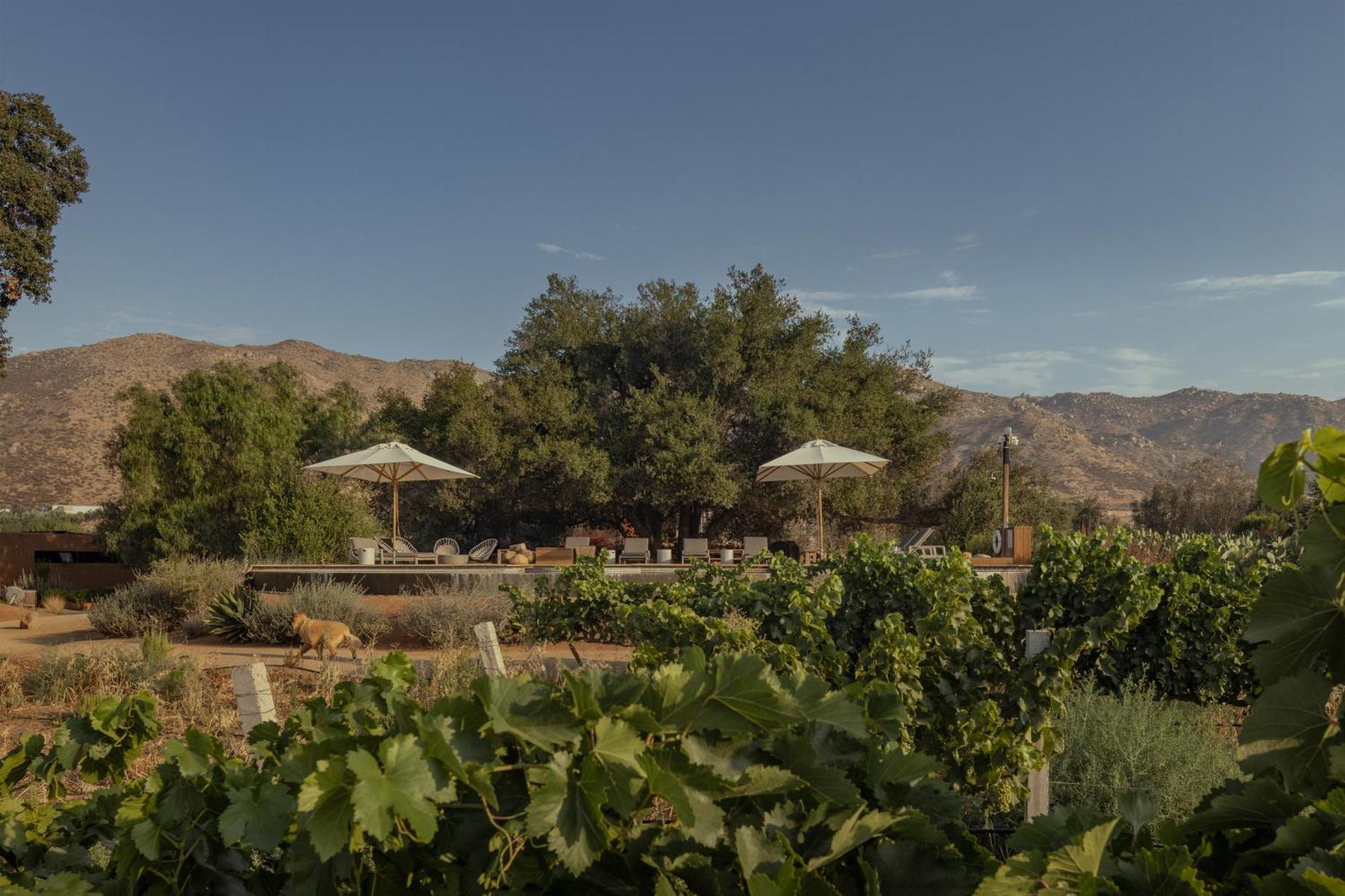 Bruma Wine Resort Valle de Guadalupe Zewnętrze zdjęcie