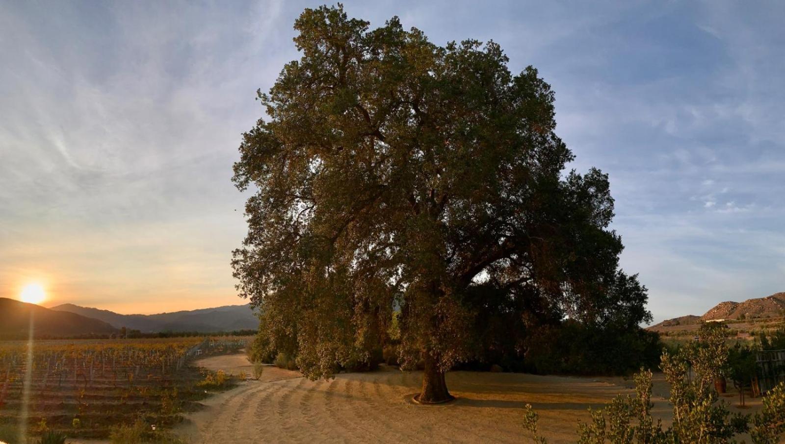 Bruma Wine Resort Valle de Guadalupe Zewnętrze zdjęcie