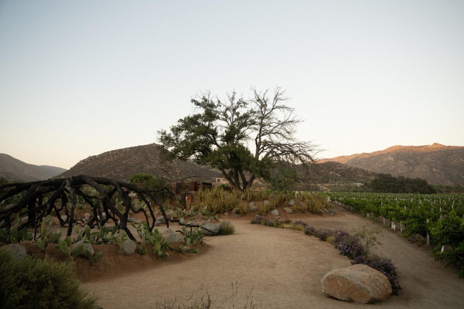 Bruma Wine Resort Valle de Guadalupe Zewnętrze zdjęcie