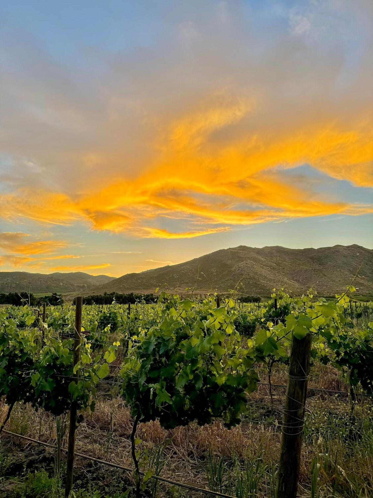 Bruma Wine Resort Valle de Guadalupe Zewnętrze zdjęcie
